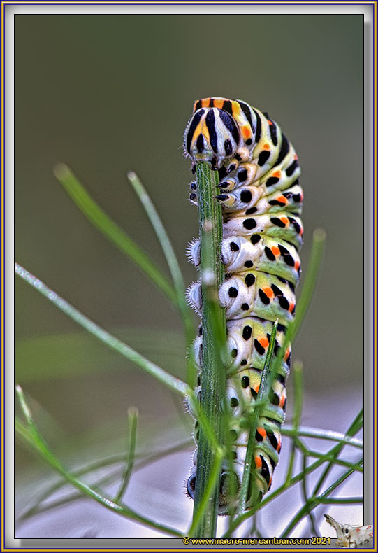 Chenille du Machaon